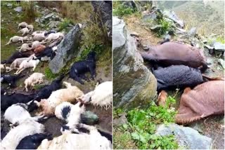 Man Survives Injured As Lightning Kills 50 Animals  heavy rain in Jammu and Kashmir  horses perished due to lightning strike  sheep and horses died due to lightning strike  ಸಿಡಿಲು ಗುಡುಗು ಸಹಿತ ಮಳೆ  ಮಳೆಗೆ ಮೂರು ಕುದುರೆಗಳು ಸೇರಿ 50 ಕುರಿ ಮೃತ  ಸಿಡಿಲು ಮತ್ತು ಗುಡುಗು ಸಹಿತ ಮಳೆಯಿಂದಾಗಿ ಒಬ್ಬರು ಗಾಯ