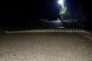 big python cross the road