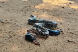 Baby Python Found in Shivpuri