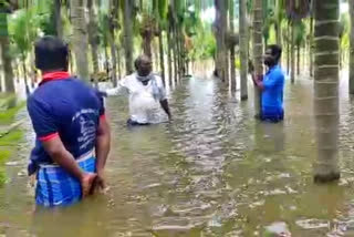 Nut plantation flooded  heavy rain in Davanagere  waterlogged in farm  crop loss due to heavy rain  ಬೆಣ್ಣೆ ನಗರಿಯಲ್ಲಿ ಮುಂದುವರೆದ ಮಳೆ ಅವಾಂತರ  ಅಡಿಕೆ ತೋಟಗಳು ಜಲಾವೃತ  ದಾವಣಗೆರೆಯಲ್ಲಿ ಮಳೆರಾಯನ ಆರ್ಭಟ  ಮಳೆ ಆಗಿದ್ದರಿಂದ ಸಾಕಷ್ಟು ಅವಾಂತರ ಸೃಷ್ಟಿ  ಮಳೆಯಿಂದಾಗಿ ಭದ್ರಾ ಕಾಲುವೆಗಳು ಸಂಪೂರ್ಣವಾಗಿ ಭರ್ತಿ  ಅಡಿಕೆ ತೋಟಗಳು ನೀರಿನಿಂದ ಜಲಾವೃತ  ರೈತ ಕಣ್ಣೀರು ಸುರಿಸುವ ಪರಿಸ್ಥಿತಿ ನಿರ್ಮಾಣ