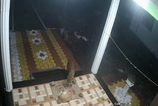 Leopard attacks dog in Goregaon, captured on CCTV