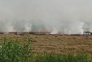 Stubble burning in Fatehabad