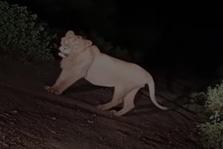 Watch: Female lion spotted in Jharkhand