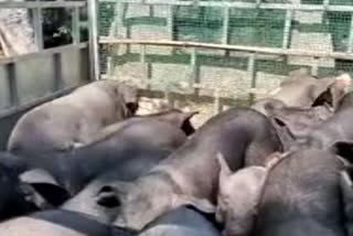 Pigs seized at Sonari