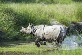 काजीरंगा राष्ट्रीय उद्यान