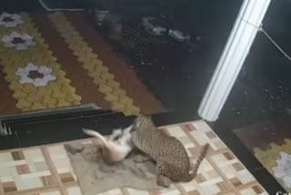 Leopard attacked pet dog