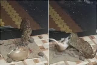 leport attack dog  pet dog was captured by leopard in Ahamednagar  ശാന്തമായുറങ്ങുന്ന നായ  പുള്ളിപ്പുലി  മുംബൈ വാര്‍ത്തകള്‍  മഹാരാഷ്‌ട്ര വാര്‍ത്തകള്‍  news updates in Maharashtra  national news updates