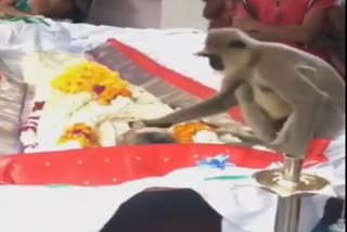 A monkey paying tribute at the funeral of its master in Batticaloa.