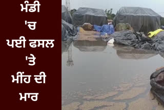 In Pathankot, the rains opened the polls of the Punjab governments arrangements in the markets, after the rains, the farmers' crops were destroyed by being submerged in water.