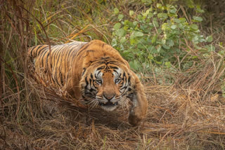 Tiger crushed to death by train in Chandrapur