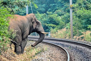 elephant human conflict in peak in korba of chhattisgarh