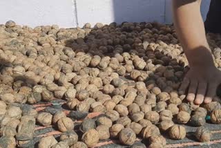 Walnut Industry Crisis