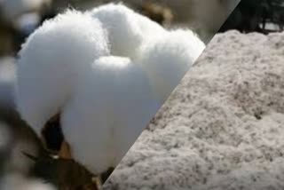 Cotton theft Dhule