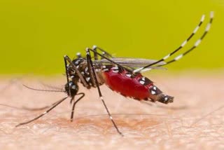 Increase in dengue cases in Bihar