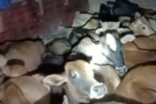 Smuggling cattle seized in Nagaon