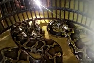 python rescued in teok