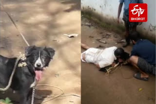 Kerala man overpowers pet dog that attacked him