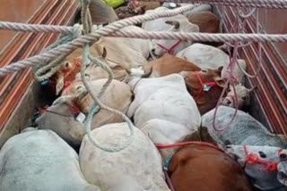 Cattle smuggler arrest at Kaliabor