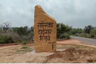 monitoring the forest during Diwali