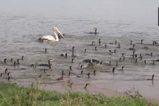 Thousands of migratory birds arrive early at Kaziranga National Park in Assam