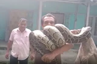 Python rescued