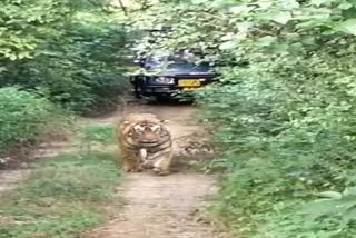 Tourists reached Sariska