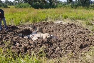 Villagers kill elephant calf  elephant calf killed in Chhattisgarh  tuskers trample man to death in Chhattisgarh  ആനക്കുട്ടിയെ കൊന്ന് കുഴിച്ചിട്ടു  ഗ്രാമവാസികൾ ചേർന്ന് ആനക്കുട്ടിയെ കൊന്നു  ഒരാളെ കൊലപ്പെടുത്തി ആനകൾ  ആനക്കൂട്ടം ആളെ കൊലപ്പെടുത്തി  കത്ഘോര ഫോറസ്റ്റ് ഡിവിഷൻ  ആനക്കുട്ടിയെ കൊലപ്പെടുത്തി  ആനക്കുട്ടിയുടെ ജഡം കുഴിച്ചിട്ട നിലയിൽ  കോർബ ജില്ല