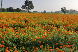 Marigold CULTIVATION IN KHUNTI
