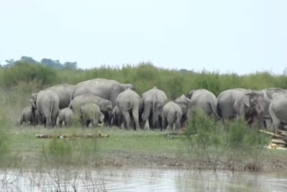 wild elephant menace in majuli