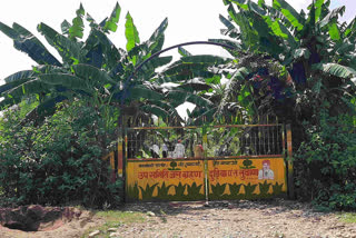 pasture developed on barren land in Bhilwara, farmers motivate to do fruit farming