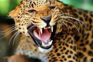leopard hunt in balaghat