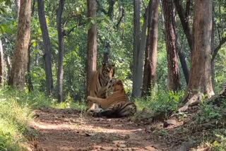satpura tiger reserve baby tiger play with mother