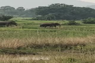 elephant fear in dhenkanal