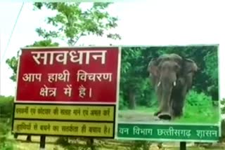 Dead body of female elephant found in Surajpur