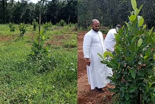 Thamarassery Diocese Infarm Agrifarm  organic farming  organic farming Thamarassery Diocese  Infarm Agrifarm  താമരശ്ശേരി രൂപത  താമരശ്ശേരി രൂപതയുടെ നേതൃത്വത്തിൽ ജൈവ കൃഷി  ഇൻഫാം അഗ്രിഫാം കർഷക കൂട്ടായ്‌മ  ഇൻഫാം അഗ്രിഫാം താമരശ്ശേരി രൂപത