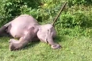 Chhattisgarh: Elephant carcass found in Surajpur, officials suspects clash with other tusker