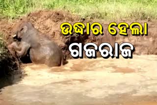 7 ଘଣ୍ଟାର ଅପରେସନ ପରେ ପୋଖରୀରୁ ଉଦ୍ଧାର ହେଲା ଗଜରାଜ