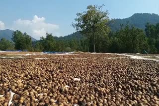 kashmirs-walnut-grapples-for-good-prices-in-national-and-international-market