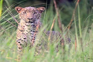 leopard killed girl in lakhimpur kheri in Uttar Pradesh