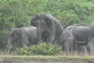 Man elephant conflict in Assam