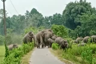 Wild Elephant Terror in Bihali