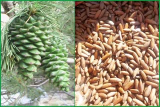 Pine nuts in kinnaur market