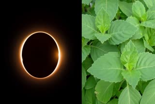 सूर्य ग्रहण के दौरान तुलसी क्यों है महत्वपूर्ण