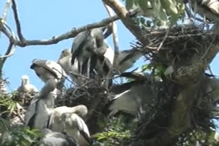 Openbill Storks at Dalgaon