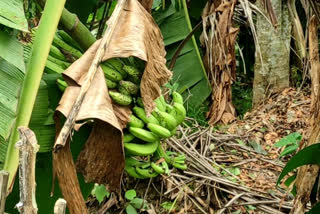 Cyclone Sitrang