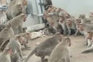 40 monkeys found dead