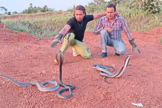 vidisha poisonous snakes left by snake catcher
