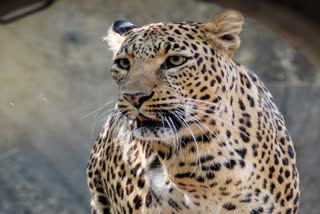 girl child died after A leopard attack in Goregaon Maharashtra