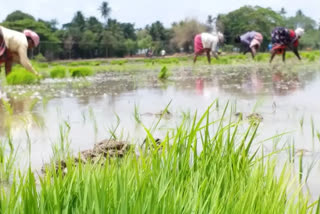 Farmers affected by excessive rains will be given compensation: Maha CM Shinde