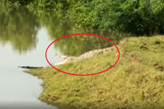 crocodile-enters-in-locality-at-raidighi-panchayat-in-south-24-pargana